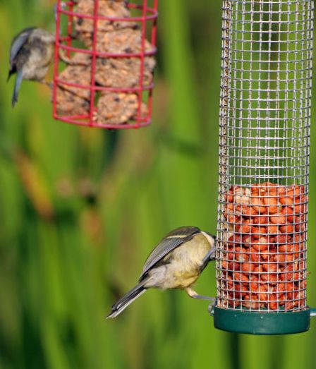 Live Wild Bird Feeder Webcams