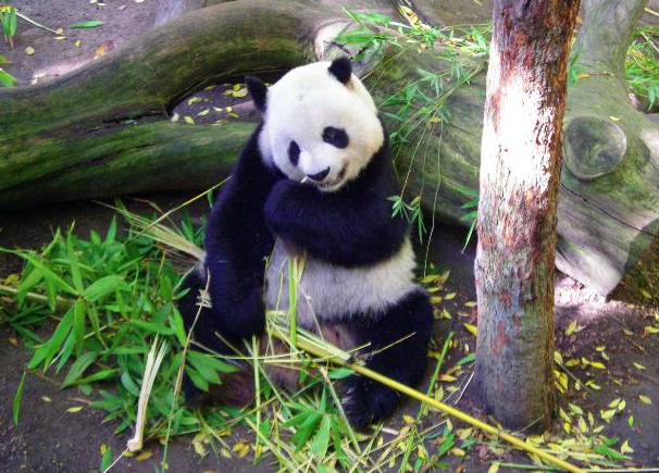 Live Panda Bear Web Cams
